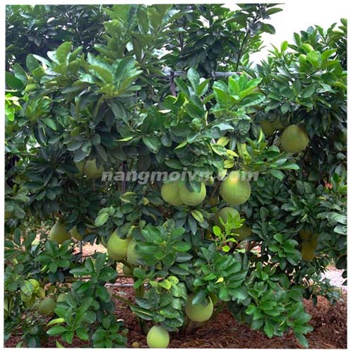 Cây Bưởi