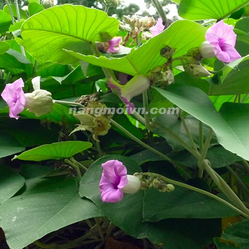 Cát Đằng Lá Lớn