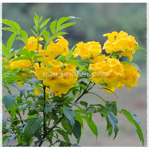 Cây Huỳnh Liên Vàng