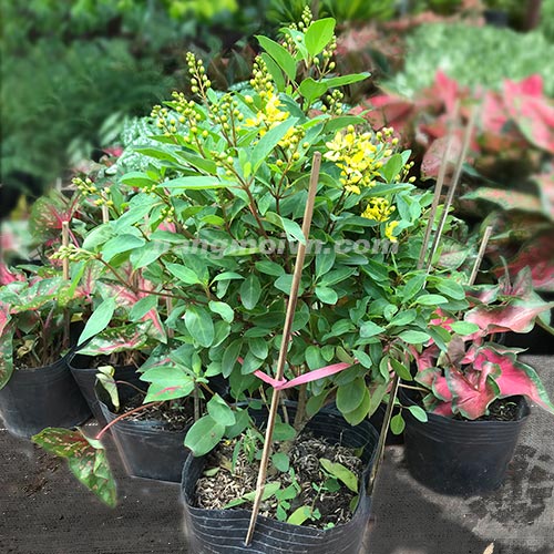 Cây Kim Đồng Vàng