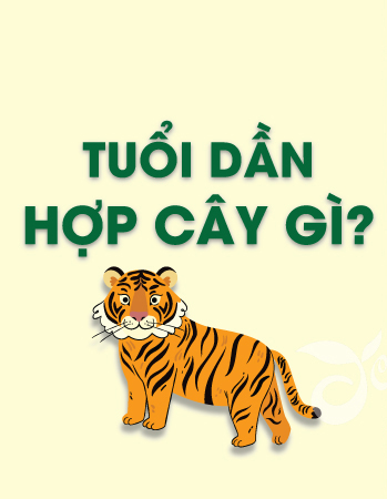 iosin.vn đang cập nhật...