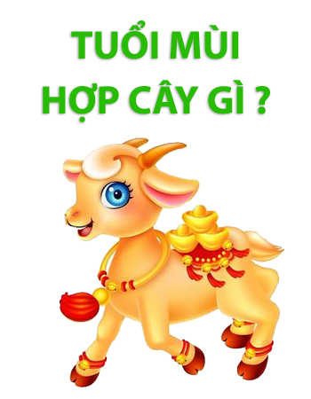 iosin.vn đang cập nhật...